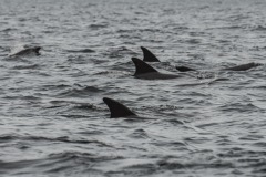Dolphins