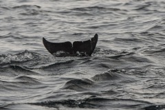 Dolphins